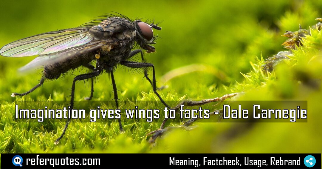 Imagination gives wings to facts Meaning Factcheck Usage